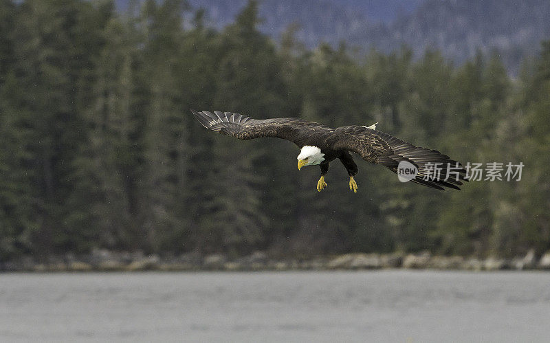 秃鹰(Haliaeetus leucocephalus，是一种食肉鸟，发现在阿拉斯加，以鲱鱼在水里。锡特卡的声音,阿拉斯加。